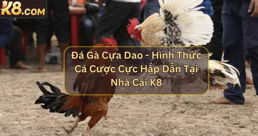 Đá Gà Cựa Dao - Hình Thức Cá Cược Cực Hấp Dẫn Tại Nhà Cái K8 1 Đá Gà Cựa Dao - Hình Thức Cá Cược Cực Hấp Dẫn Tại Nhà Cái K8