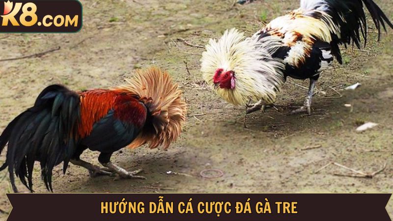 Cách chơi đá gà tre dành cho hội viên tại K8