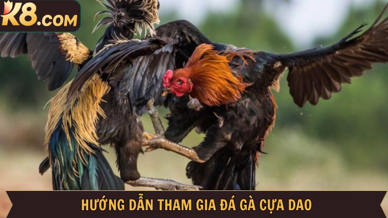 Đá Gà Cựa Dao - Hình Thức Cá Cược Cực Hấp Dẫn Tại Nhà Cái K8 4 Khám phá cách xem và tham gia cá cược chọi kê tại K8