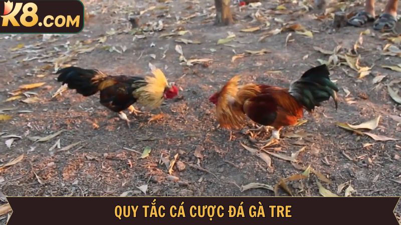 Quy tắc của ván đấu đá gà tre cơ bản