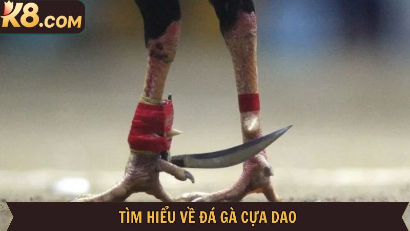 Đá Gà Cựa Dao - Hình Thức Cá Cược Cực Hấp Dẫn Tại Nhà Cái K8 2 Tổng thể về đá gà cựa dao tại K8