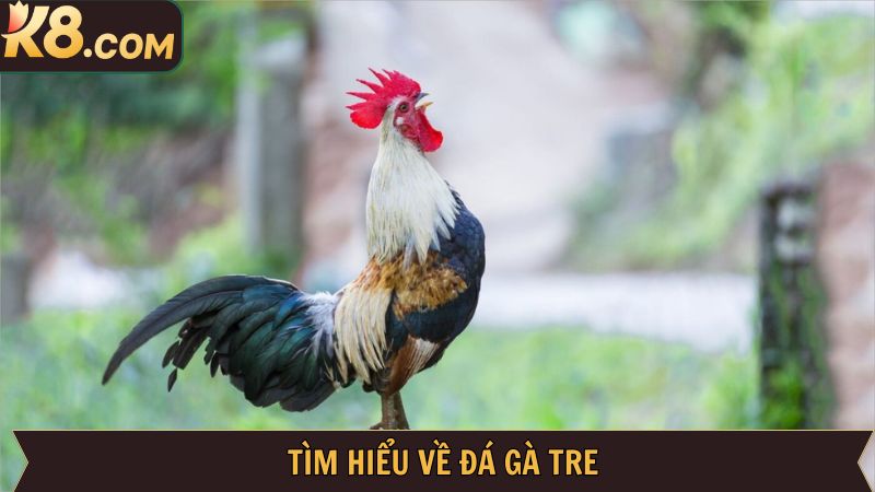 Đôi nét về hình thức đá gà hấp dẫn tại K8