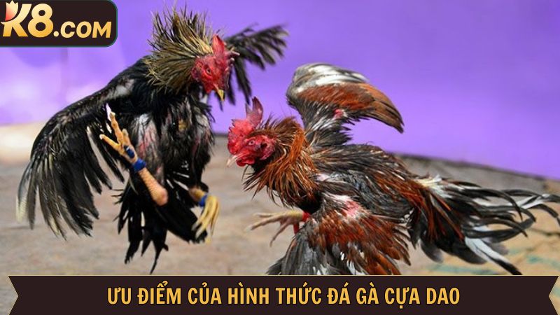 Đá Gà Cựa Dao - Hình Thức Cá Cược Cực Hấp Dẫn Tại Nhà Cái K8 3 K8 là sự lựa chọn hàng đầu cho những ai đam mê bộ môn chọi kê